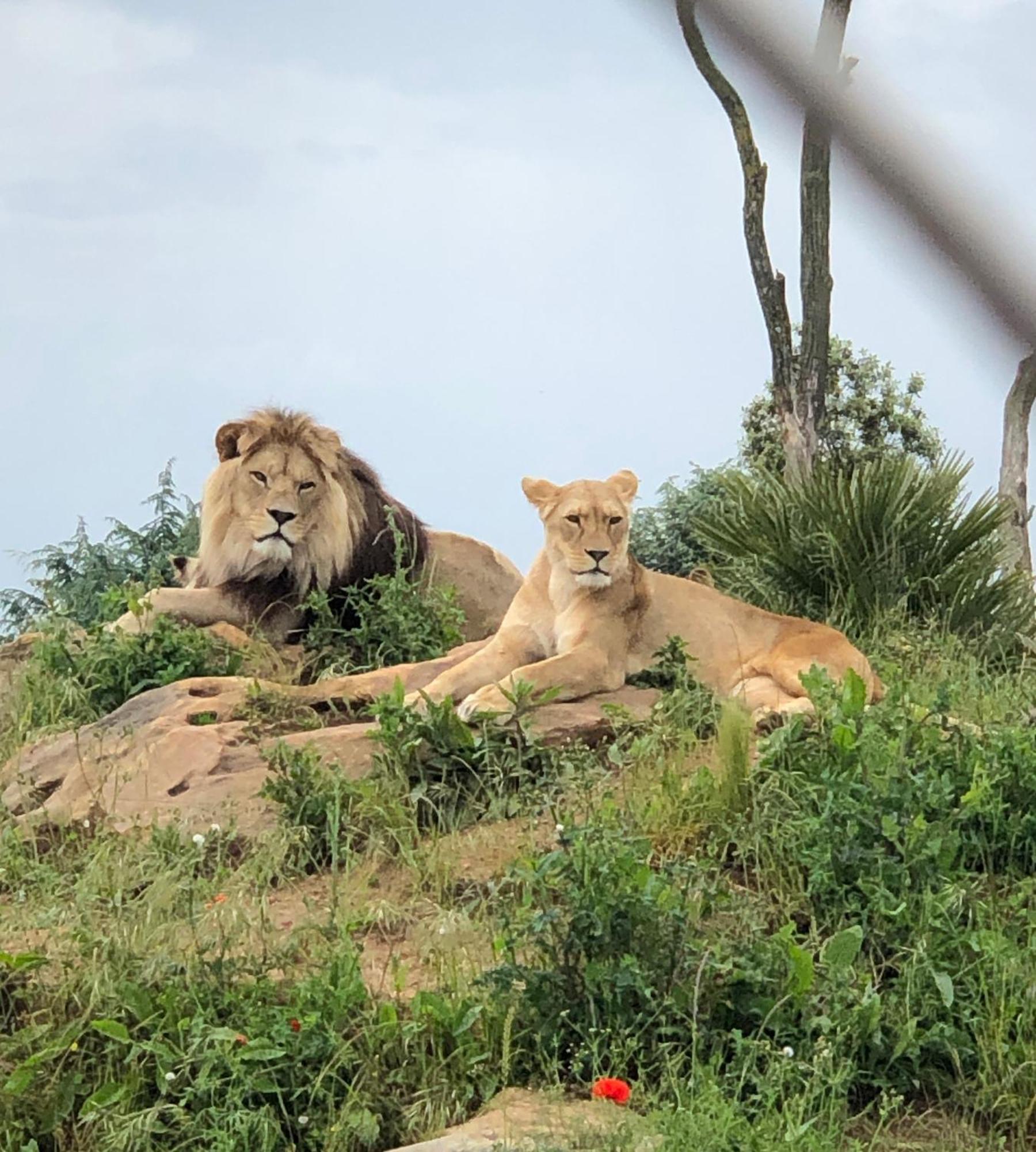 « Chez Annie » Bed & Breakfast Doue-la-Fontaine Bagian luar foto